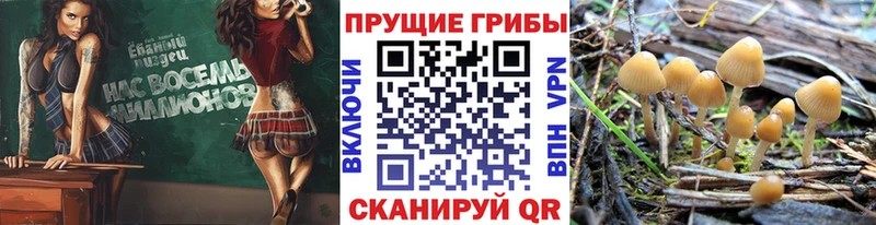 Псилоцибиновые грибы ЛСД Купить закладки Камень-на-Оби
